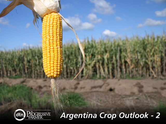 Ample rains in January and February have allowed the later crops to stabilize after the drought and they promise handsome yields. This corn field was at the La Merced 12,000-acre farm, near Rosario, at the heart of Argentina&#039;s grain belt in southern Santa Fe province. (DTN photo by Alastair Stewart)