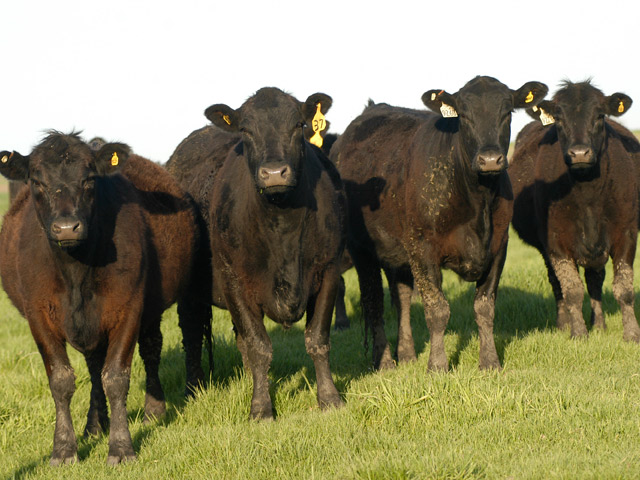 Checkoff dollars continue to dwindle with the declining beef herd, but industry groups seek to change the program and possibly increase the checkoff to $2 per head. While several groups have spent three years working to modify the beef checkoff program, the ranchers&#039; group R-CALF has been shut out of the talks because of the group&#039;s litigious history with the program. (DTN/The Progressive Farmer file photo by Greg Hillyer)