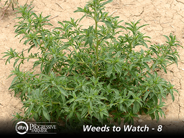 Kochia tumbleweeds can move a considerable distance, which is why even just one herbicide-resistant plant is potentially a problem: They are efficient, seed-sowing machines. (DTN file photo)
