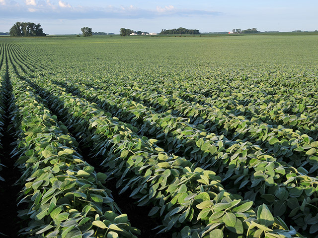 Private analytical firm Informa Economics estimates that farmers will plant 88.5 million acres of soybeans in 2015. (DTN/The Progressive Farmer file photo)