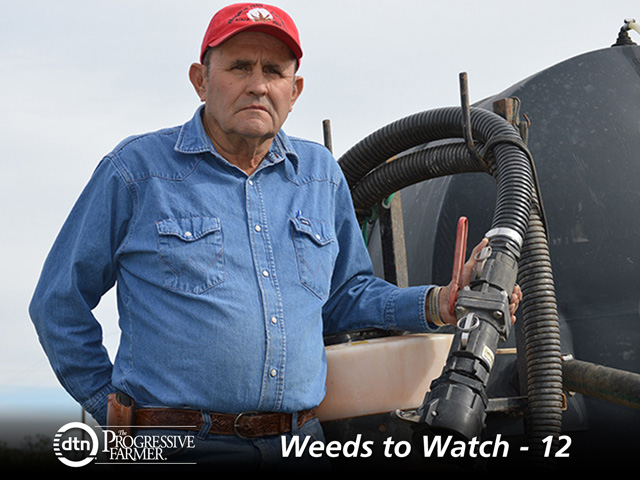 Devil&#039;s claw earned its sinister name, said Darrell Cross, a Texas cotton and sorghum producer who is fighting the weed. (DTN/The Progressive Farmer photo by J.T. Smith)