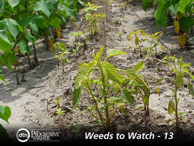 "All a pigweed needs is a crack of daylight, and it takes off. When I drive around a field this time of the year, it&#039;s like the pigweeds are screaming at me," farmer Jimmy Wilson said. (DTN/The Progressive Farmer photo by Boyd Kidwell)