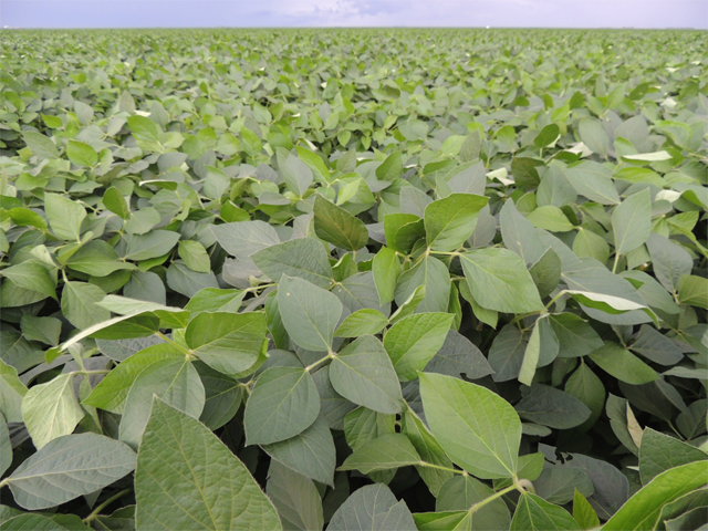 Monsanto representatives examined this western Bahia soybean field of Intacta soybeans for damage from the Helicoverpa armigera caterpillar in December 2013. The company launched Intacta, the first Bt-soybean line, in regions of Brazil, Argentina, Paraguay and Uruguay last summer. (Photo courtesy of Monsanto)