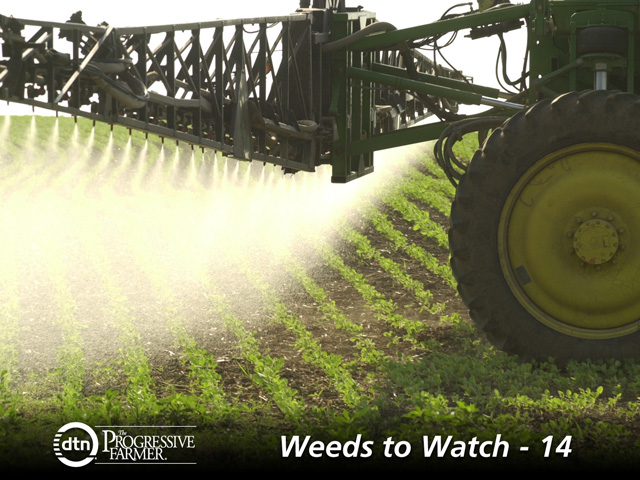 Timely sprays are increasingly important as resistant weeds gain a foothold. Soybean growers have a few new options for 2014. (DTN photo by Jim Patrico)