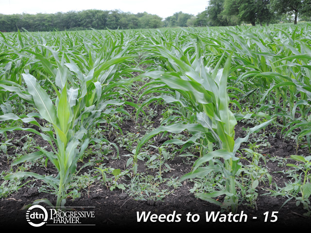 There&#039;s no shortage of weeds, but the list of new herbicides is limited for 2014. (DTN photo by Pamela Smith)