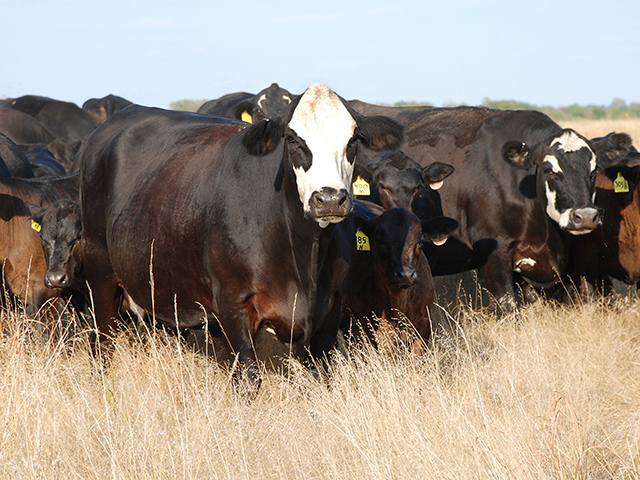 Uncertainty regarding the reason for the loss of a heifer should be cleared up with a necropsy, not with assumptions that blackleg has hit the herd. (DTN/Progressive Farmer photo by Zak_O&#039;Brien)