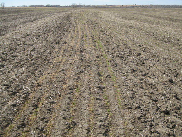Many Kansas wheat fields are seeing varying levels of winterkilled wheat, like this tilled field northeast of Salina, Kan. (Photo courtesy of Tom Maxwell, Kansas State Extension)