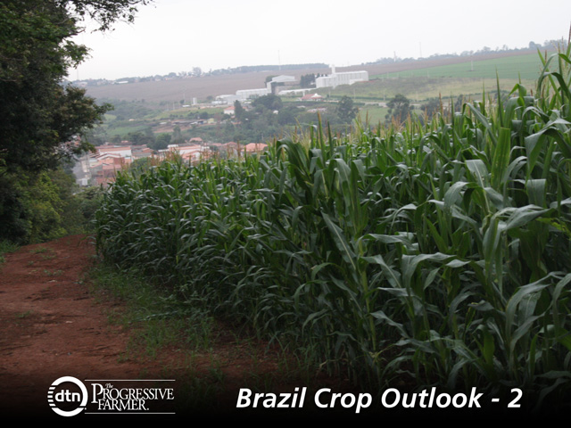 Late-planted corn in Itapetininga, Sao Paulo. While these plants look OK, many crops across Brazil suffered amid drought. (DTN photo by Alastair Stewart)
