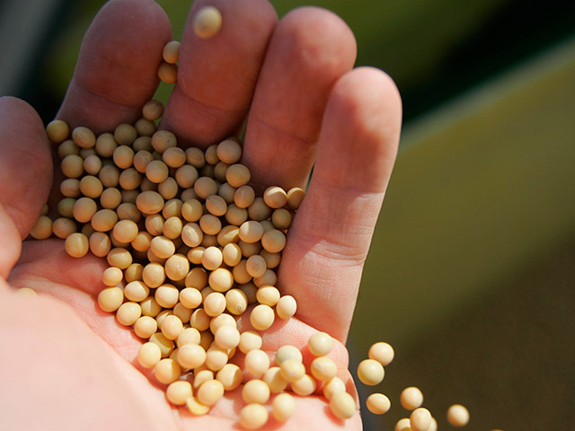 Growing soybeans with better protein and oil content will hand U.S. farmers higher prices. (DTN/The Progressive Farmer photo by Benjamin Krain)