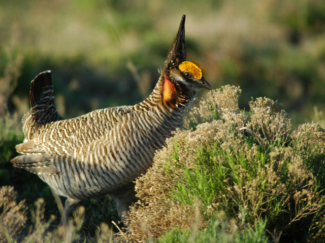 Earlier this year, the U.S. Fish and Wildlife Service designated the lesser prairie chicken as threatened, raising the ire of farm groups and federal lawmakers in Kansas, Oklahoma, Texas, Colorado and New Mexico. (Photo by Marcus Miller, courtesy NRCS)