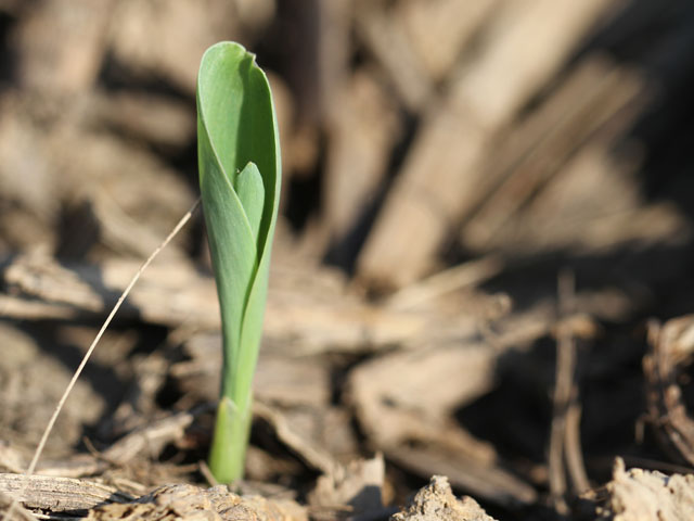 Why make seedlings struggle? Getting residue to break down is one step to a good start. (DTN photo by Pamela Smith)