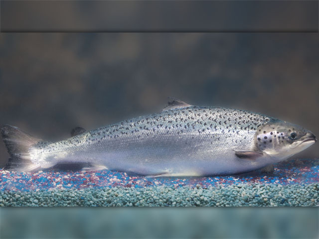 The AquAdvantage salmon may be raised only in land-based, contained hatchery tanks in two specific facilities in Canada and Panama, FDA said, and the approval does not allow the fish to be bred or raised in the United States. (Photo courtesy of AquaBounty)