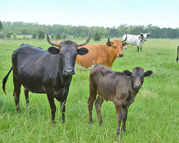 W.R. Baker, of Livingston, Texas, says a shortage of corriente cattle has been a boon for prices. (DTN/Progressive Farmer photo by Victoria G. Myers)