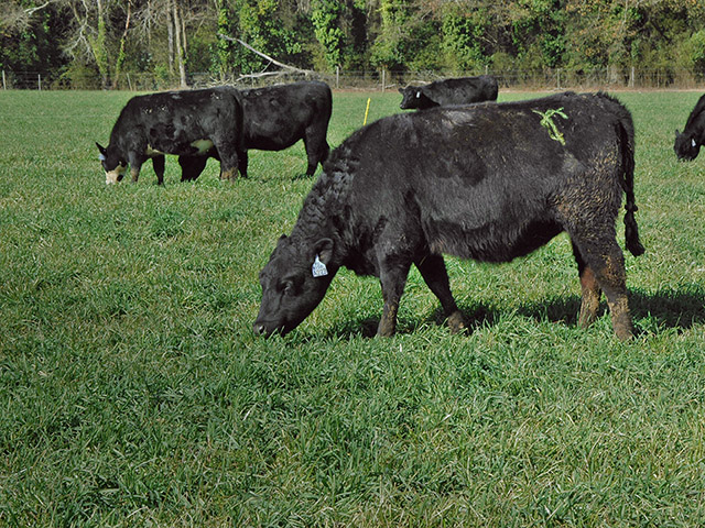 Clover and alfalfa are premium forages, but watch your herd closely to prevent pasture bloat problems. (DTN/Progressive Farmer photo by Becky Mills)