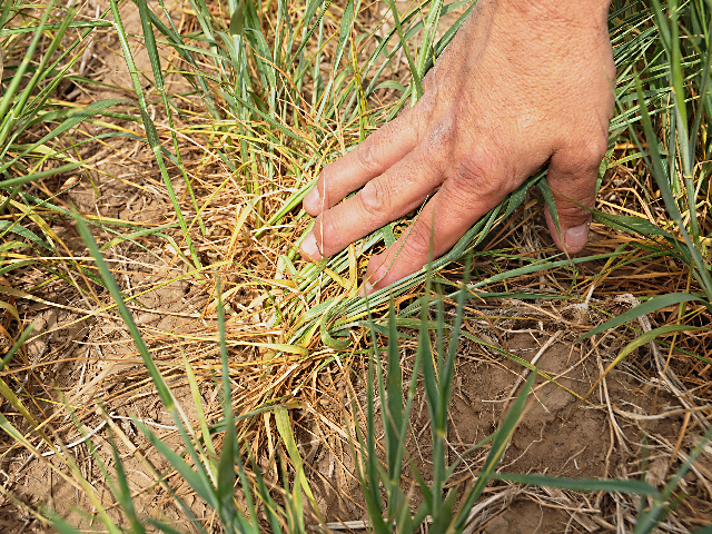 Wheat growers in the Great Plains will need to assess the extent of winter injury before proceeding with spring plans, such as herbicide sprays. (DTN photo by Emily Unglesbee)