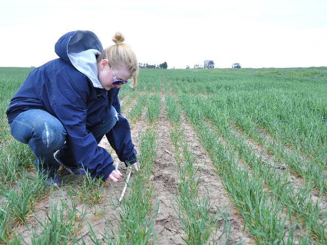 Sara Ridinger, with ADM Milling, takes measurements in a drought-damaged field in southwestern Kansas last year during the Wheat Quality Council&#039;s Hard Red Winter Wheat Tour. Drought stress and winterkill issues are expected to show up again this year. (DTN file photo by Emily Unglesbee)