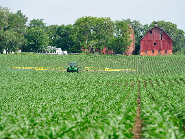 Corn resistant to new 2,4-D herbicide will get a trial run in Canada this season. (DTN photo by Kurt Lawton)