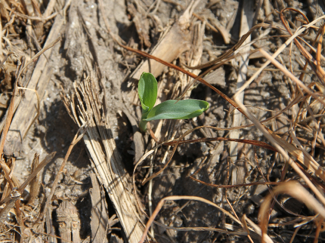 A corn seedling emerges amid annual ryegrass that has been terminated on the John and Dean Werries farm near Chapin, Ill. (DTN photo by Pamela Smith)