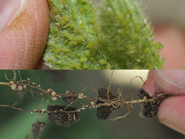 Aphid feeding has been shown to weaken soybean varieties resistant to the soybean cyst nematode, so growers should take care to manage both pests carefully this summer. (Aphid photo courtesy Christina DeFonzo, Michigan State University; nematode photo courtesy Iowa State University)