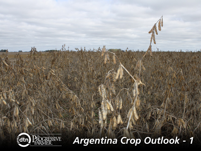 Fields in northern Buenos Aires province such as this one have been registering surprisingly good yields over the last month. (DTN photo by Alastair Stewart)