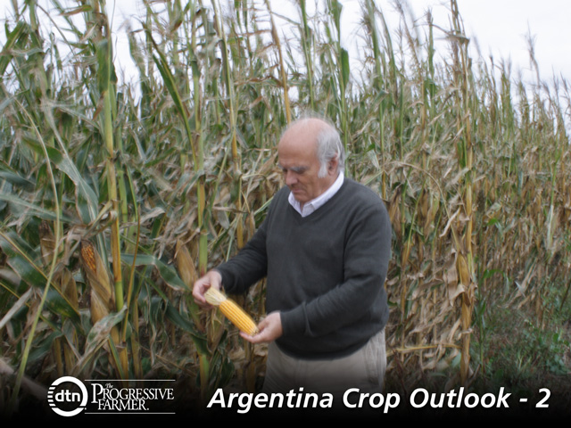 Carlos Mayer studies later-planted corn on Santa Elena farm in northern Buenos Aires. The later corn is expected to yield well. (DTN photo by Alastair Stewart)