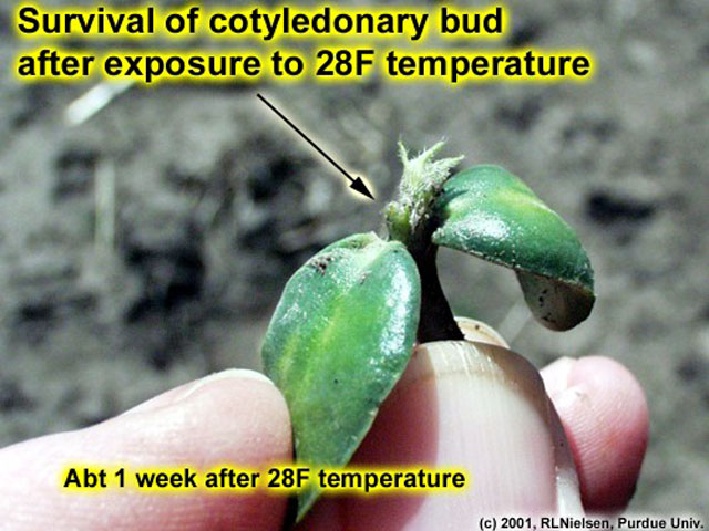 To assess frost damage to soybeans, just look at the top of the seedling to see if its growing point has turned dark. For corn, cut open the growing point and see if it is necrotic or brown. (Photo courtesy of Purdue University/RL Neilsen)