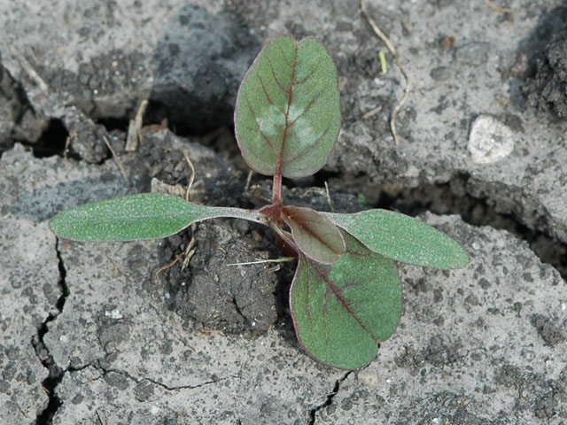 Palmer amaranth seedlings look a lot like waterhemp. A reddish tint and more rounded leaves are clues you&#039;ve found the renegade. (Photo courtesy of Aaron Hager, University of Illinois)