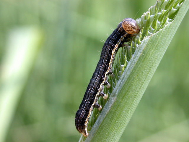 Scout for armyworms in your pastures and corn and wheat fields this year to avoid a damaging infestation. (Photo courtesy Purdue University)