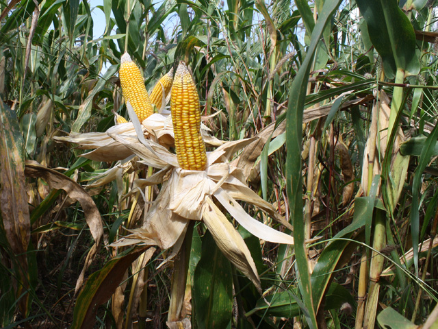 Corn has become a winter crop across large parts of Brazil over the last 10 years, planted after summer soybeans. (DTN photo by Alastair Stewart)