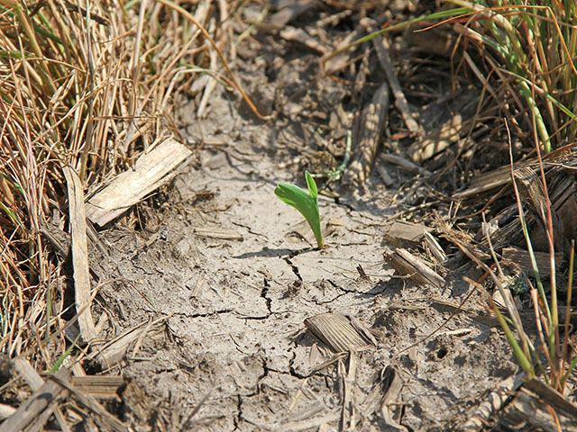 A corn seedling peeks through in an Illinois field where annual ryegrass was planted as a cover crop the previous fall. (Progressive Farmer photo by Jim Patrico)