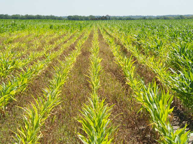 Yellow stripes on young corn may point to a sulfur deficiency. (DTN photo by Nick Scalise)