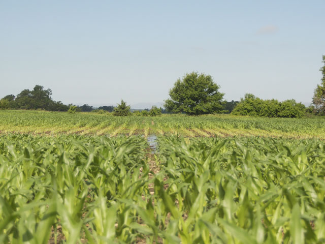 Every crop needs water, but too much of a good thing can do some damage. (DTN file photo by Nick Scalise)