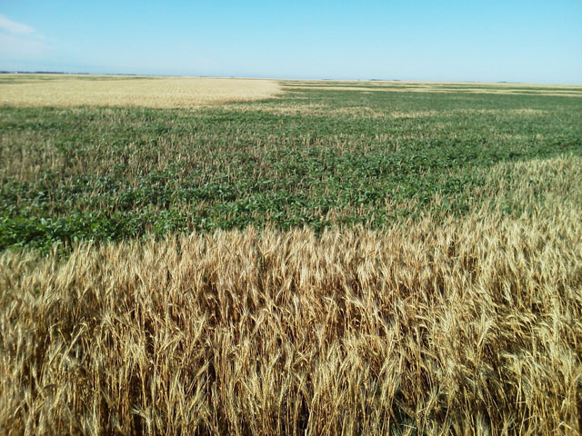 Weeds have overtaken parts of Max Engler&#039;s wheat fields in southwestern Kansas this year, forcing the Deerfield, Kan., farmer to make some last-minute decisions about whether to spray and harvest those fields. (Photo courtesy Max Engler)