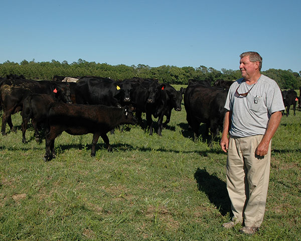 With calves bringing record-high prices right off the dam, some producers are asking, "What&#039;s the point of preconditioning?" (DTN/Progressive Farmer photo by Becky Mills)