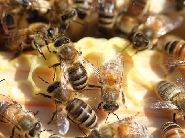 Farmers can take steps to improve their bee attitudes, but first they need to understand the problem. (DTN photo by Pamela Smith) 