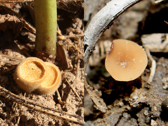 Don&#039;t mistake the common and harmless bird&#039;s nest fungi mushrooms on the left for the white mold mushrooms on the right when scouting your fields. (Photo courtesy Martin Chilvers, Michigan State University)