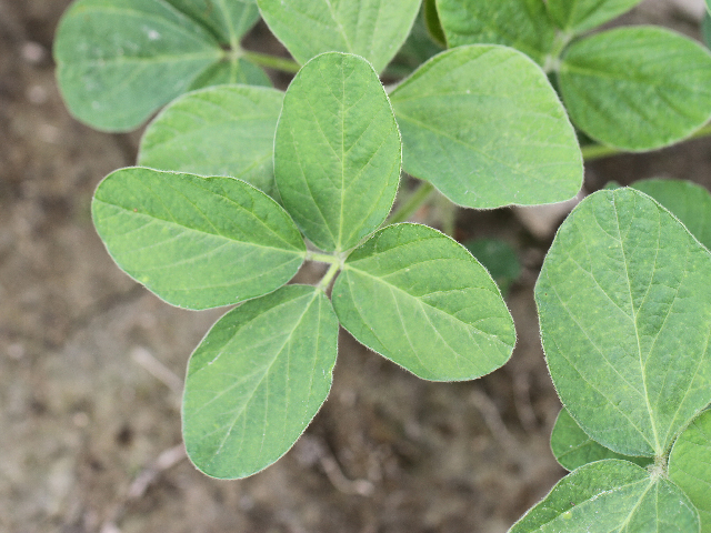 The camera tells the tale. Four-leaf soybeans do exist, although they are rarer than four-leaf clovers. (DTN photo by Pamela Smith)