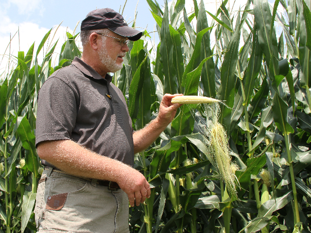 Growers can easily check the progress of corn pollination by unrolling a corn ear to see if the silks are still attached. (DTN photo by Pamela Smith)