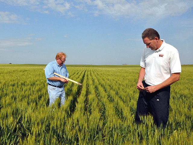 Scouts Mike Wolt (left) and Dave Katzke examine a spring wheat field in North Dakota on Wednesday during the Wheat Quality Council&#039;s Hard Red Spring Wheat Tour. (DTN photo by Katie Micik) 