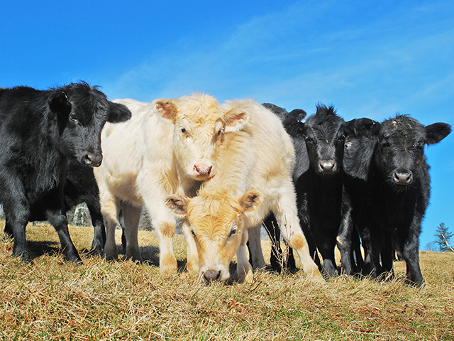 Stress, fenceline exposure and colostrum quality may be risk factors in preweaning pneumonia. (DTN/Progressive Farmer photo by Boyd Kidwell)