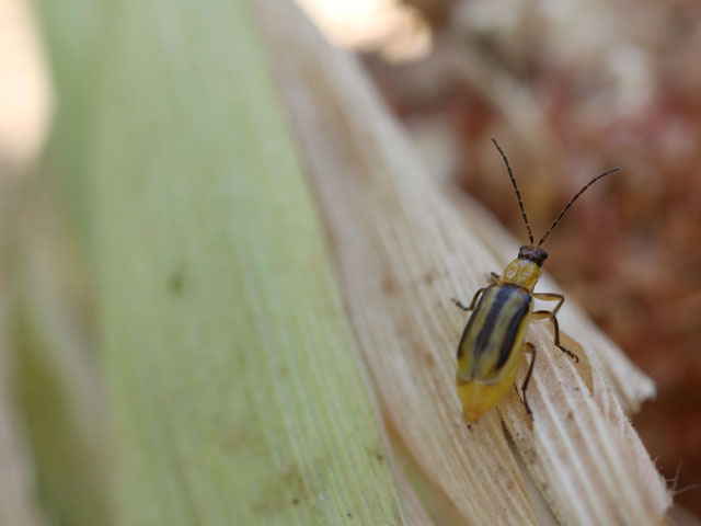 Corn rootworm problems are showing up in fields this year despite wet conditions. Growers are urged to scout fields. (DTN photo by Pamela Smith)