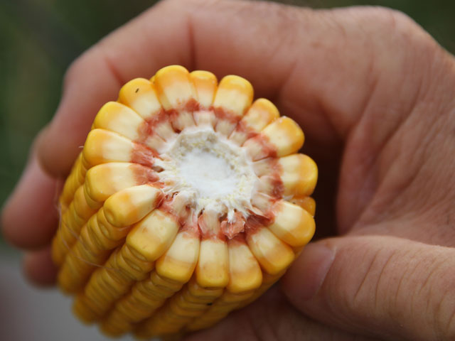 Counting around is one of the steps to figuring corn yield. A hint at how big the crop really is will be answered next week as scouts span out across the Midwest. (DTN photo by Pamela Smith)