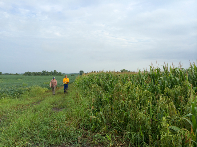 Rejeana Gvillo (left) and Tim Gregerson scout fields in southern Minnesota during the Pro Farmer Midwest Crop Tour. Scouts stop randomly about every 15 miles when they find corn and soybean fields adjoining.  (DTN photo by Pam Smith)