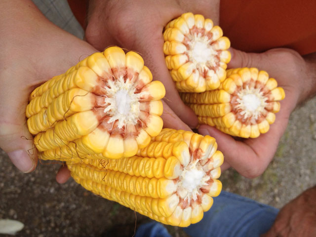 Pro Farmer estimates average 2014 U.S. corn yield at 169.3 bushels per acre. (DTN photo by Katie Micik)