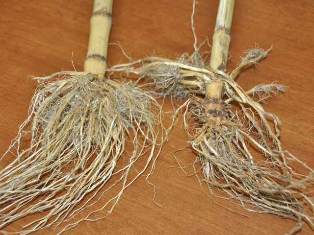 Don&#039;t wait for the official word on Bt-resistance to dig roots and react to significant root pruning on Bt-hybrids, shown on the right. (DTN photo by Emily Unglesbee) 