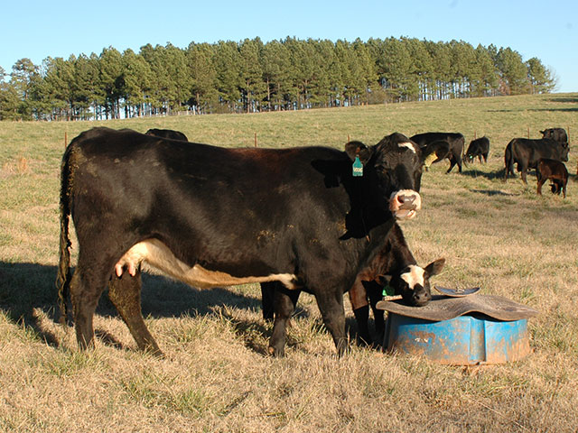 University of Georgia researchers tested a cow herd to see if when, or if, chelated minerals were worth the extra expense. (DTN/Progressive Farmer photo by Becky Mills)