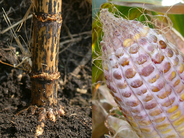 Stalk rot and ear molds could steal yields from Midwestern corn fields this fall, so scouting and early harvesting could pay off for some growers. (Photos courtesy Alison Robertson, ISU)
