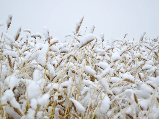 Crops such as this wheat one in Alberta, Canada fought to survive against several inches of snow and freezing weather this week. Farmers will need to assess how much damage they received from the early wintry blast in Western Canada. (DTN photo by Cliff Jamieson)