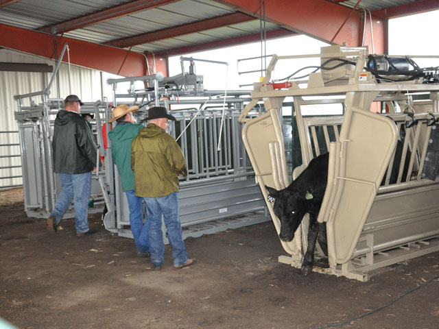 A calf is processed at cattle chute demonstrations at the 2014 Husker Harvest Days held near Grand Island, Neb. (DTN photo by Russ Quinn)