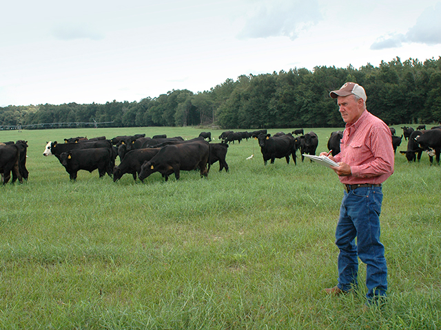 Creek Plantation manager Steve Hancock said they still have 13- and 14-year-old cows weaning quality calves. (DTN/Progressive Farmer photo by Becky Mills)
